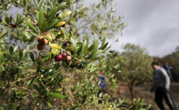 Aceite, jamón, maquinaria y vino: lo que más exporta España a Estados Unidos | Economía