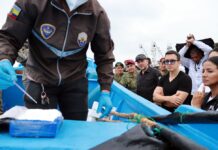 Cabecillas capturados, operativos y decomisos: estos son los indicadores de seguridad de Daniel Noboa entre 2023 y 2025 | Política | Noticias