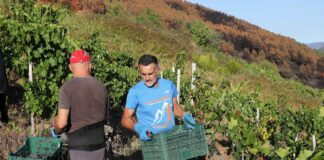 Más que una feria sobre el campo | Negocios