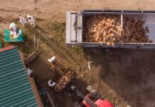 Sacrificios masivos por la gripe aviar en las granjas españolas: “En periodo navideño las pérdidas pueden ser terribles” | Economía