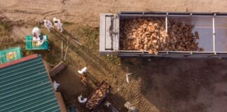 Sacrificios masivos por la gripe aviar en las granjas españolas: “En periodo navideño las pérdidas pueden ser terribles” | Economía