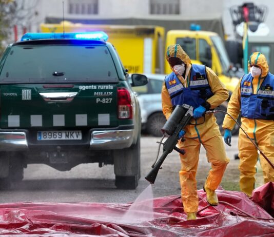 El Ministerio de Agricultura crea un comité científico del brote de peste porcina africana | Economía