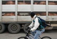 El precio de la crisis porcina: “Estamos por debajo de los costes de producción” | Noticias de Cataluña