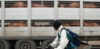 El precio de la crisis porcina: “Estamos por debajo de los costes de producción” | Noticias de Cataluña