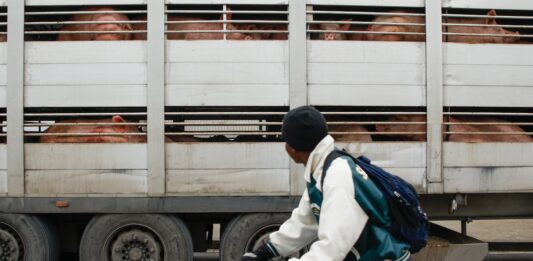 El precio de la crisis porcina: “Estamos por debajo de los costes de producción” | Noticias de Cataluña