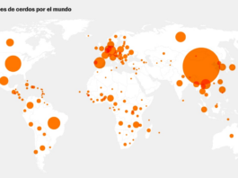 España, potencia mundial del porcino en 11 gráficos: un sector en peligro por la peste porcina africana | Economía