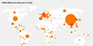 España, potencia mundial del porcino en 11 gráficos: un sector en peligro por la peste porcina africana | Economía