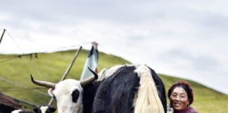 China impondrá aranceles adicionales del 55% al vacuno importado desde el 1 de enero | Economía