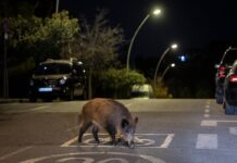 El sector porcino registra las primeras caídas de precios tras el inicio de la crisis de peste | Economía