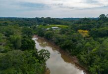 Jueza dio paso a acción de protección de YASunidos para evitar que ONG contacte a pueblos en aislamiento voluntario | Política | Noticias