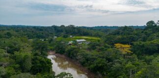 Jueza dio paso a acción de protección de YASunidos para evitar que ONG contacte a pueblos en aislamiento voluntario | Política | Noticias