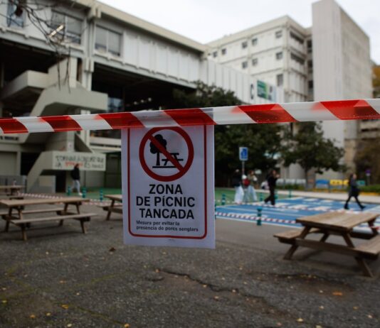 Convivir con la peste porcina en el campus universitario: “Ha venido de golpe, como la pandemia” | Noticias de Cataluña