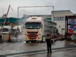 Crece la inquietud entre los trabajadores del sector porcino tras los primeros despidos por la peste: “Los ERTE serán cruciales” | Noticias de Cataluña