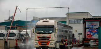 Crece la inquietud entre los trabajadores del sector porcino tras los primeros despidos por la peste: “Los ERTE serán cruciales” | Noticias de Cataluña