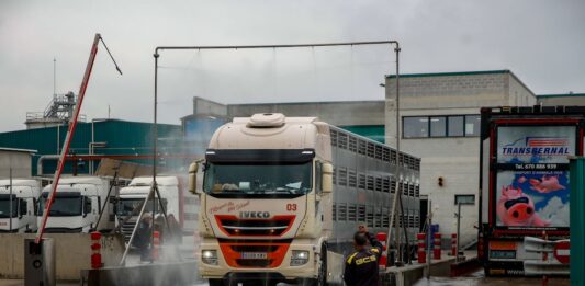 Crece la inquietud entre los trabajadores del sector porcino tras los primeros despidos por la peste: “Los ERTE serán cruciales” | Noticias de Cataluña