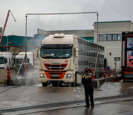Crece la inquietud entre los trabajadores del sector porcino tras los primeros despidos por la peste: “Los ERTE serán cruciales” | Noticias de Cataluña