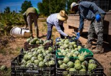 El Gobierno propone subir el salario mínimo un 3,1%, hasta los 1.221 euros mensuales en 2026 | Economía