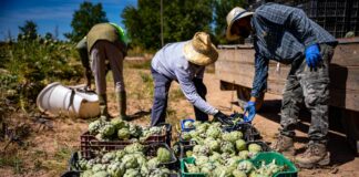 El Gobierno propone subir el salario mínimo un 3,1%, hasta los 1.221 euros mensuales en 2026 | Economía
