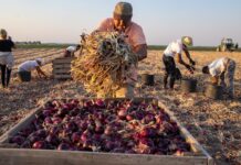 Las patronales de sectores con más trabajadores extranjeros aplauden la regularización pese a que no convence a CEOE | Economía