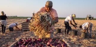 Las patronales de sectores con más trabajadores extranjeros aplauden la regularización pese a que no convence a CEOE | Economía