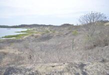 Asambleístas ponen denuncia por venta de predio municipal a joven en La Libertad | Ecuador | Noticias