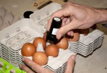 El meteórico ascenso del precio del huevo no da tregua | Economía