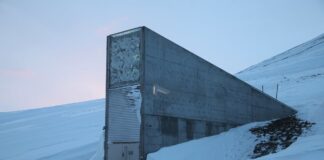 El olivo entra en el ‘arca de Noé’ de las semillas para garantizar su conservación frente a catástrofes | Economía