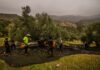 Los productores de aceite de oliva activan las alarmas tras el veto comercial anunciado por Trump | Economía