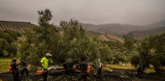 Los productores de aceite de oliva activan las alarmas tras el veto comercial anunciado por Trump | Economía