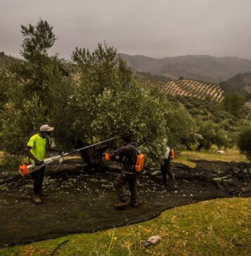 Los productores de aceite de oliva activan las alarmas tras el veto comercial anunciado por Trump | Economía