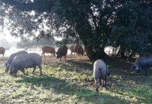 Agricultura entra en la guerra del ibérico al advertir a Guijuelo de que no podrá utilizar el sello si incumple la norma de calidad | Economía