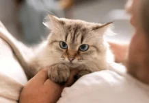 El ronroneo de los gatos relaja y ayuda a reducir el estrés