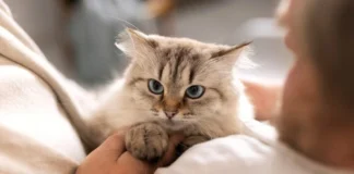 El ronroneo de los gatos relaja y ayuda a reducir el estrés