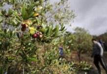 El precio del aceite de oliva se hunde en plena tensión entre productores y envasadores