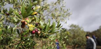 El precio del aceite de oliva se hunde en plena tensión entre productores y envasadores