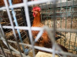 Animales condenados a vivir entre rejas
