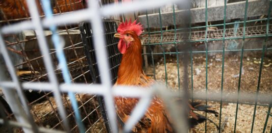 Animales condenados a vivir entre rejas