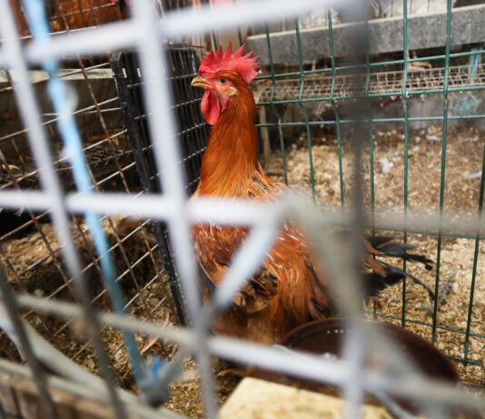 Animales condenados a vivir entre rejas
