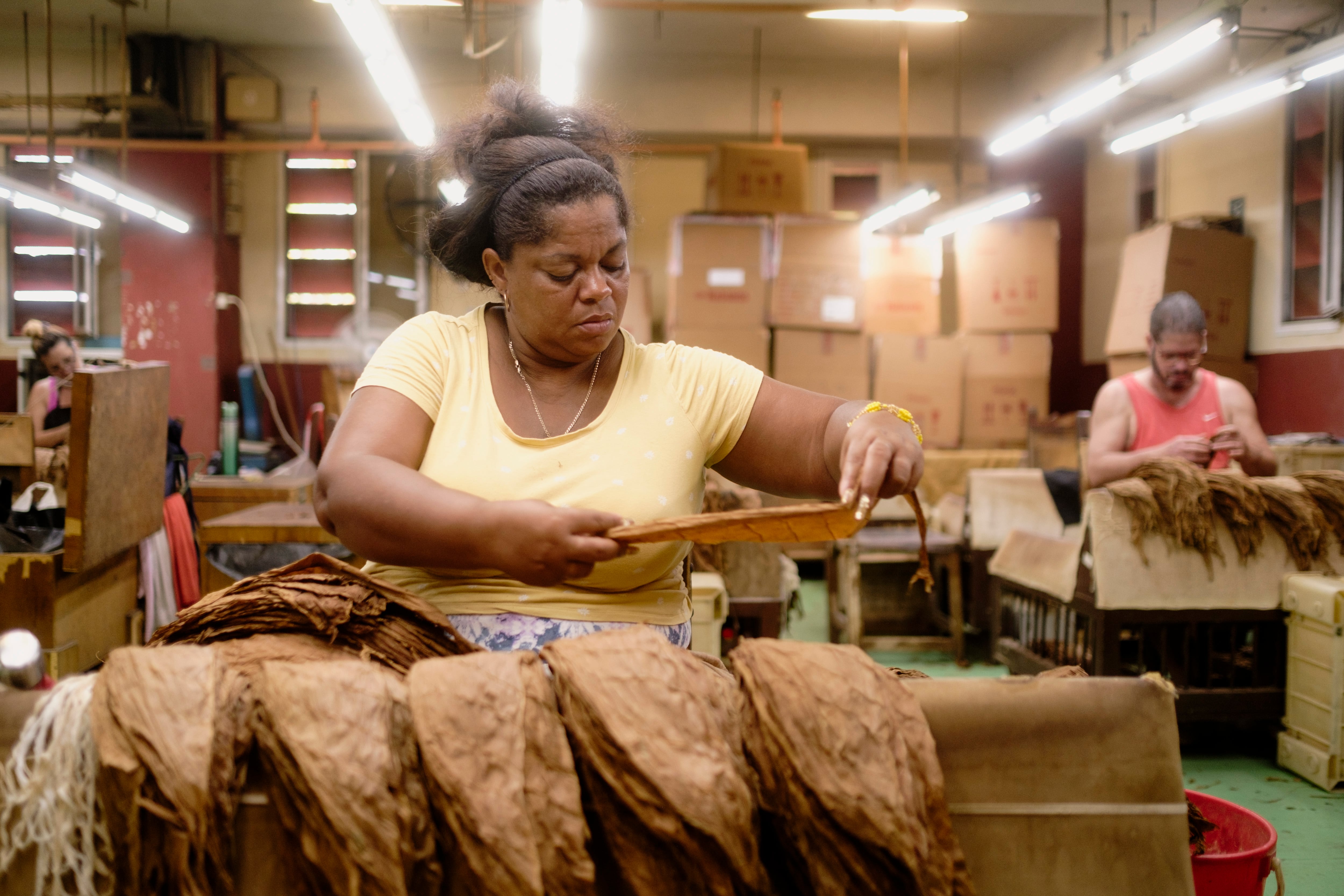 Una mujer prepara y clasifica las hojas de tabaco en la fabrica La Corona, en La Habana, en julio de 2025.