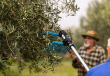 El sector del aceite de oliva aprovecha el tirón del Mundial para promocionarse en Estados Unidos