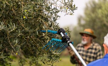 El sector del aceite de oliva aprovecha el tirón del Mundial para promocionarse en Estados Unidos