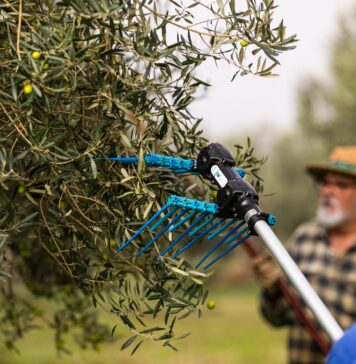 El sector del aceite de oliva aprovecha el tirón del Mundial para promocionarse en Estados Unidos